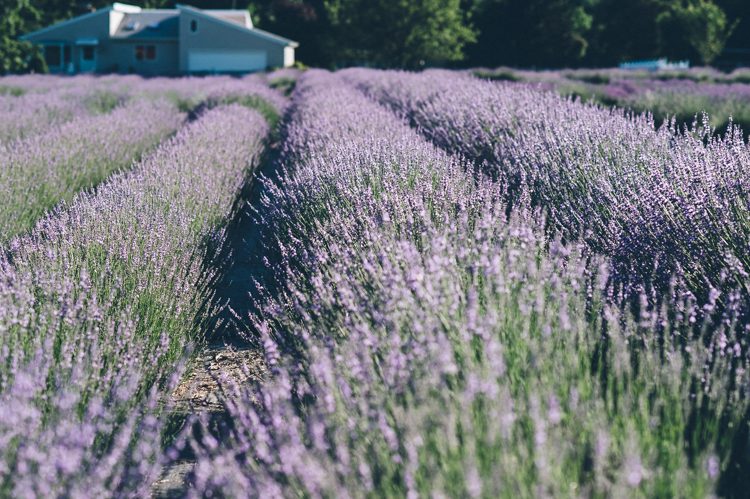 Summer is the best time to visit Lavender field here in NY. We had an opportunity to goto Lavender By the Bay in East Marion, NY for Agnes and Ying's Summer engagement session with magical Lavender field as their bridal session backdrop captured by MJ from Pearl Paper Studio, NY and NJ Wedding Photography Studio.